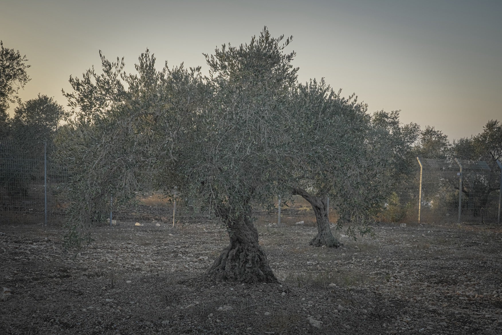 The meaning of Harvest Season in Palestine