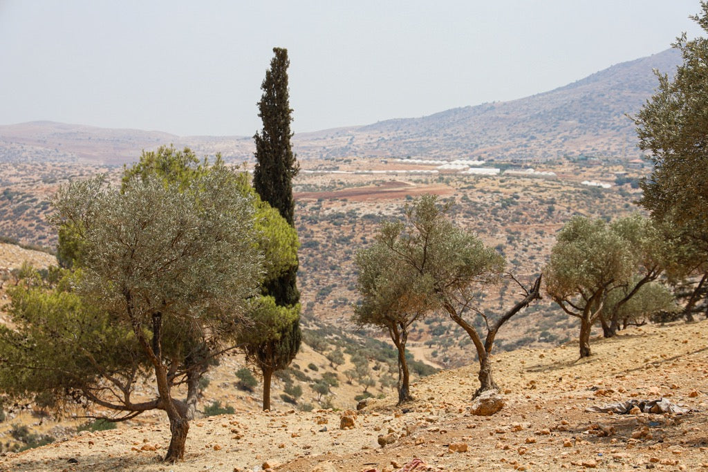 Al-Aghwar: the breadbasket of Palestine
