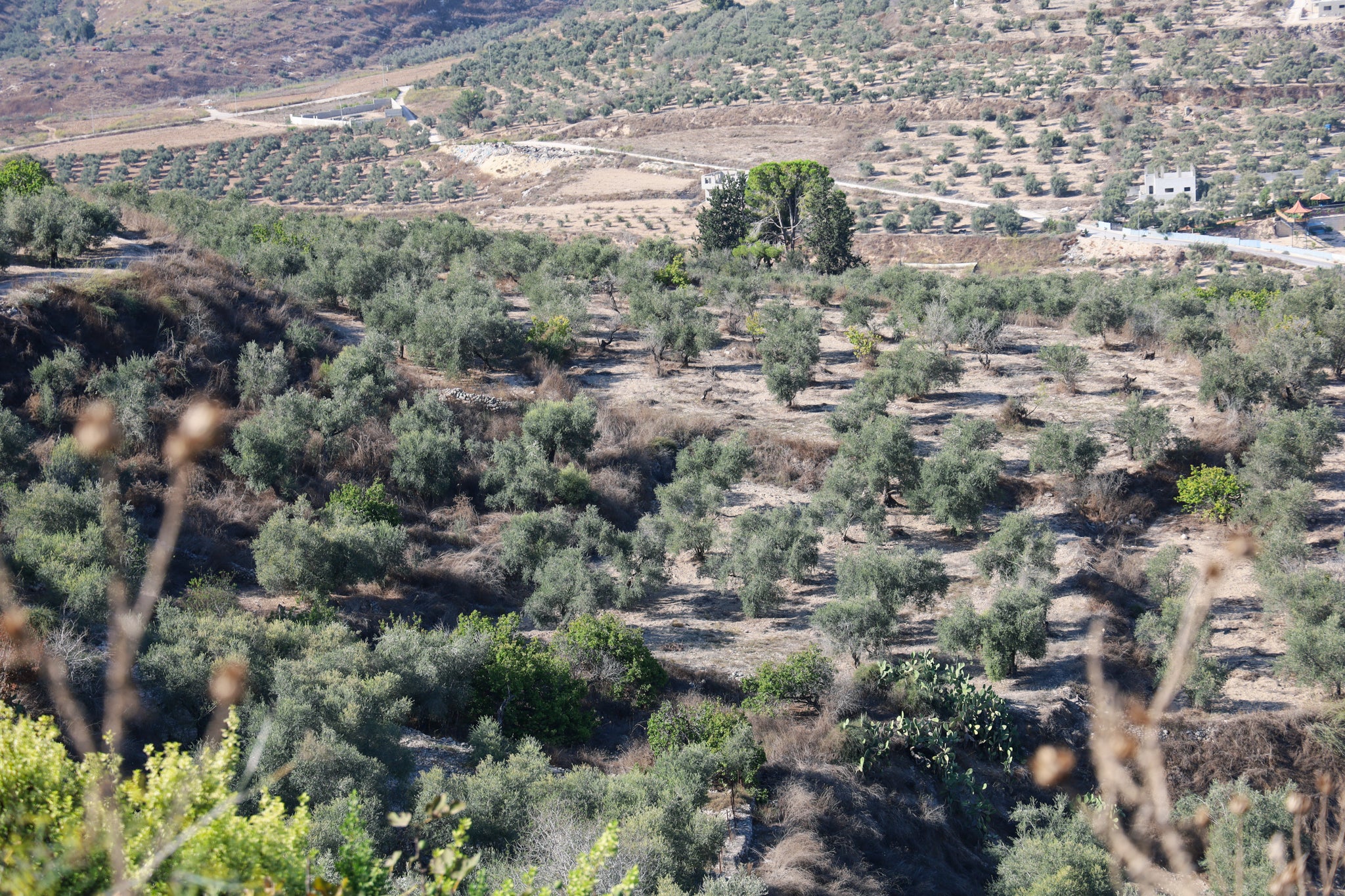 Arraba Rumi Cold Pressed: Fruity Aroma [Harvest 2025]