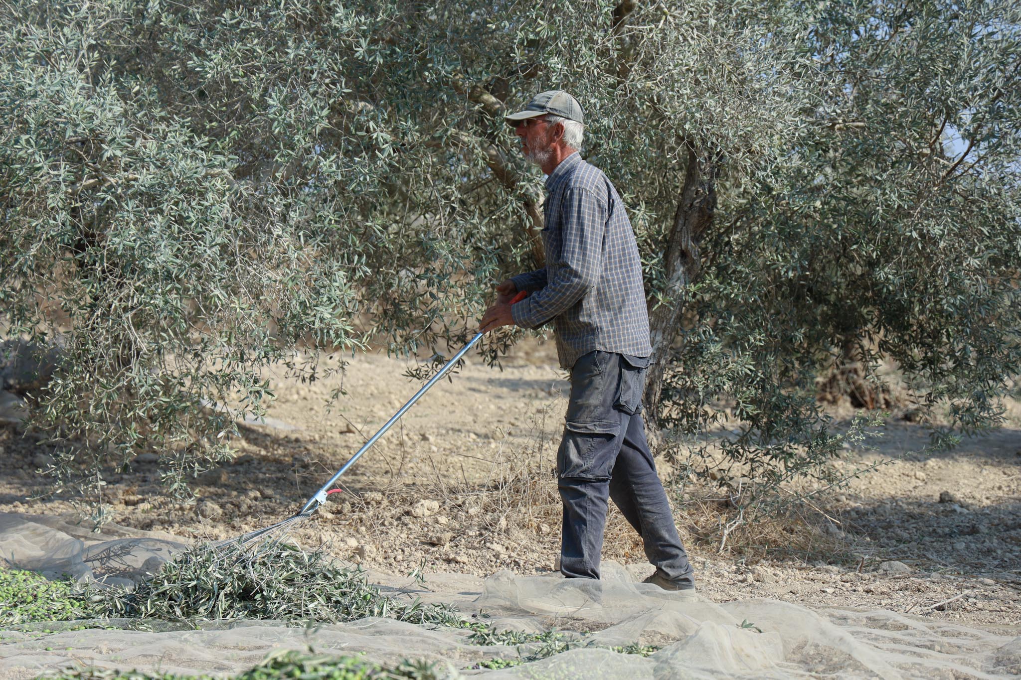 The Farmer, the Design, the Oil — Burqa Rumi by Rizo Masr – Olive