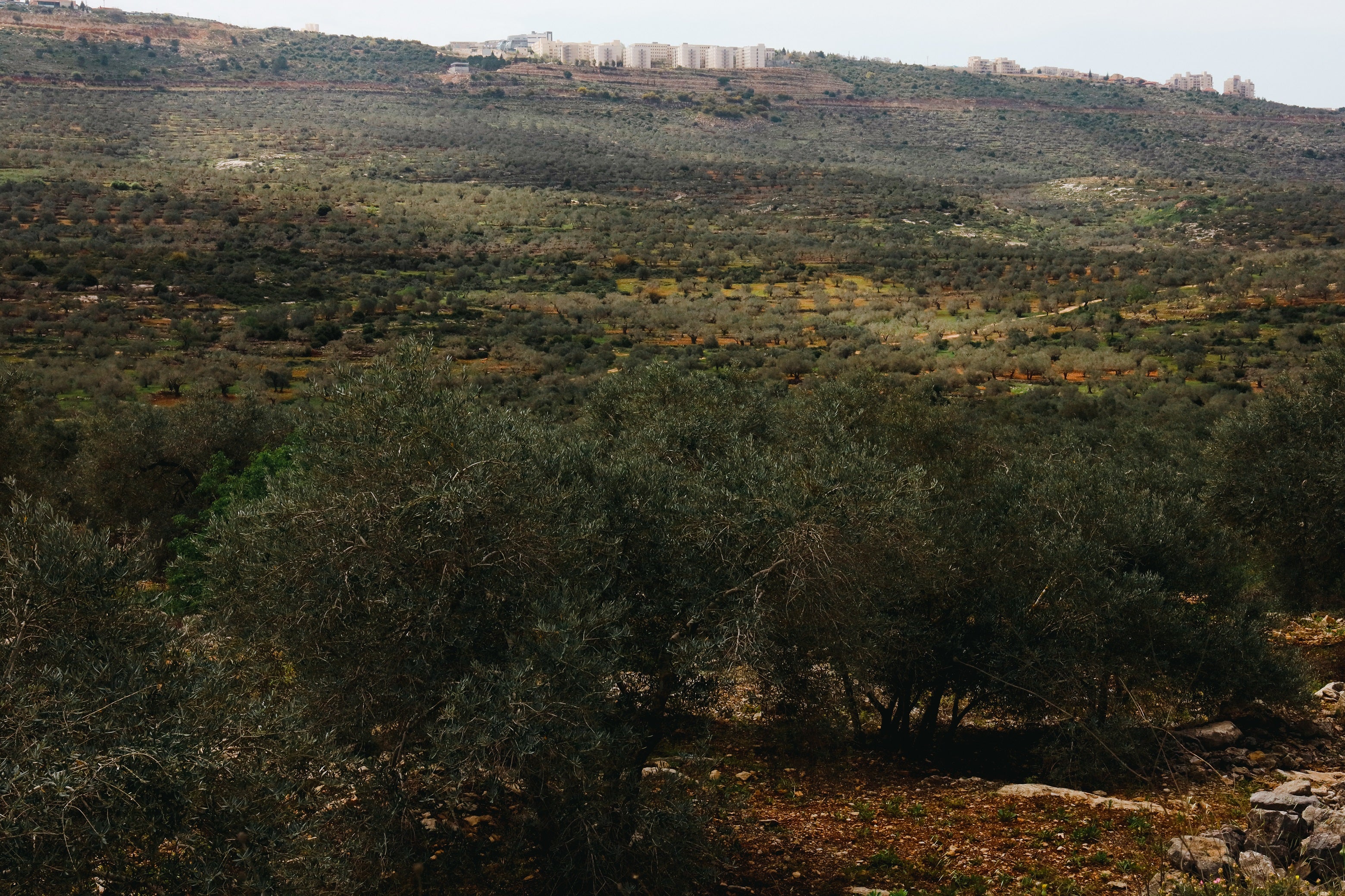 Hills and hills of Palestinian Olive Trees