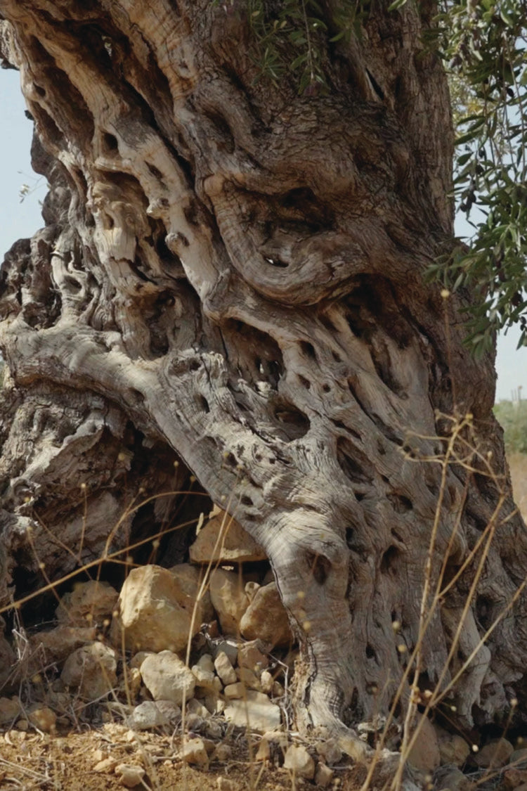 Marda Nabali Cold Pressed: Bitter Finish [Harvest 2025]