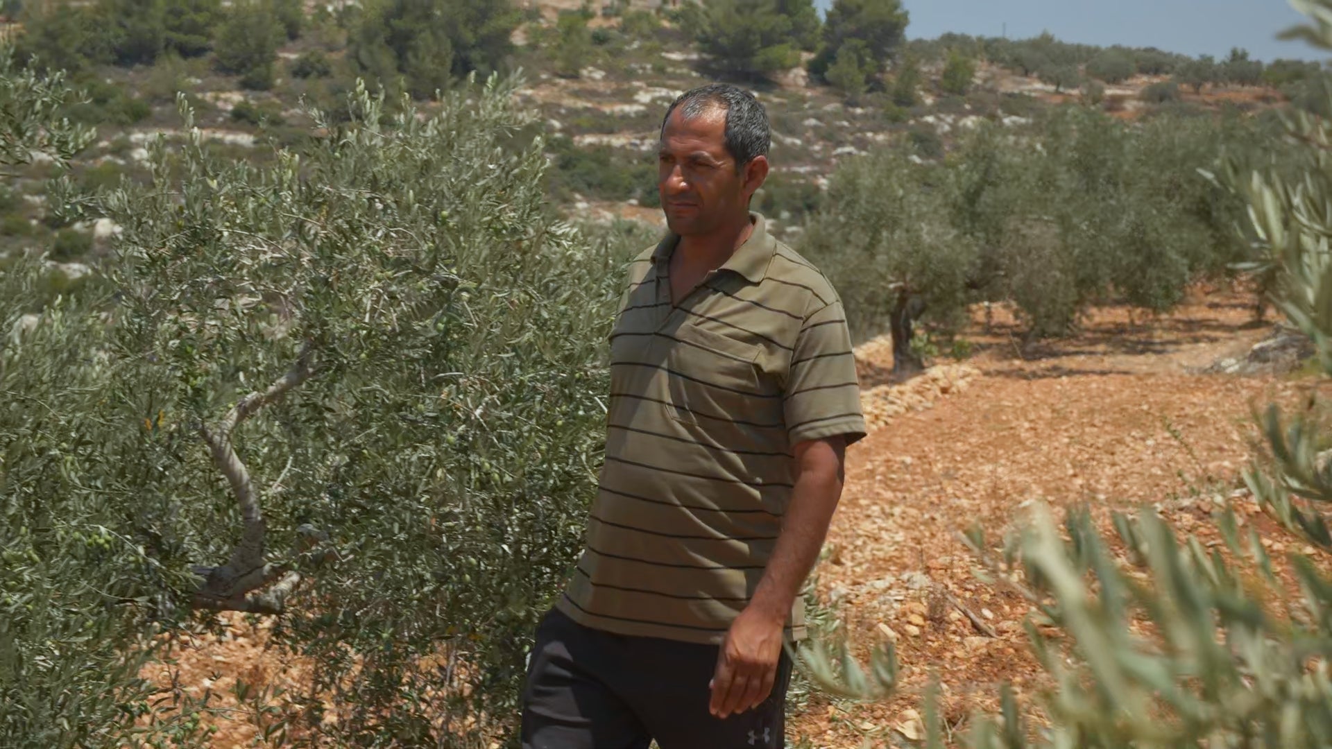 Dier Abu Mash'al Rumi Cold Pressed: Smooth [Harvest 2025]