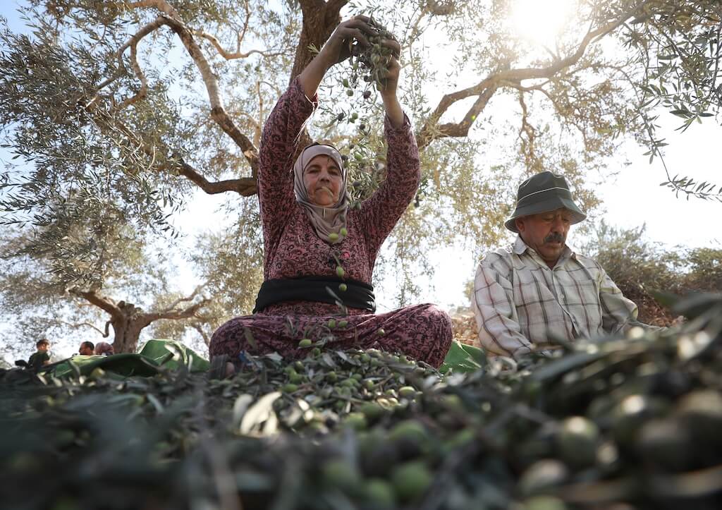 Palestinian Olive Oil Collective Olive Odyssey Palestinian Olive Oil Collective Olive Odyssey