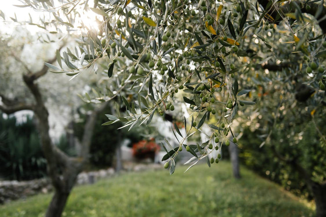 Palestinian Olive Tree