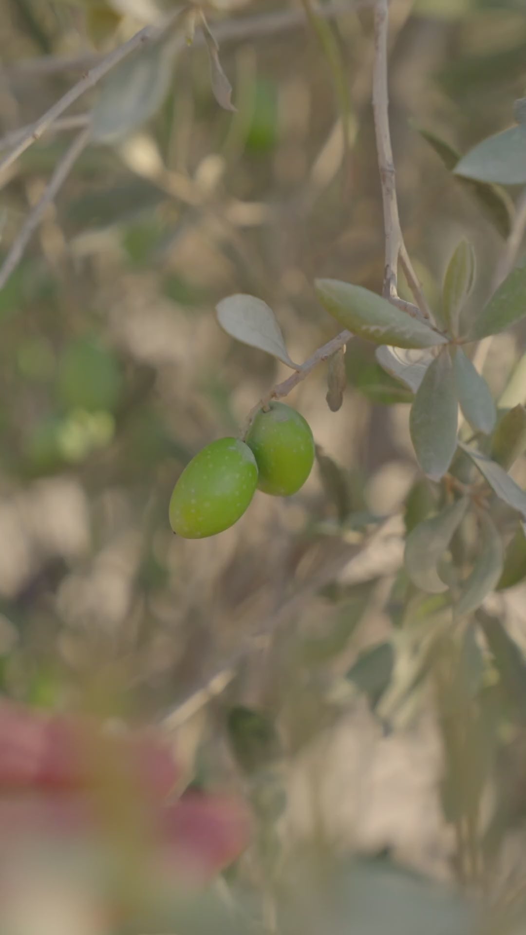 Burqa Rumi Cold Pressed: peppery warmth [Harvest 2025]