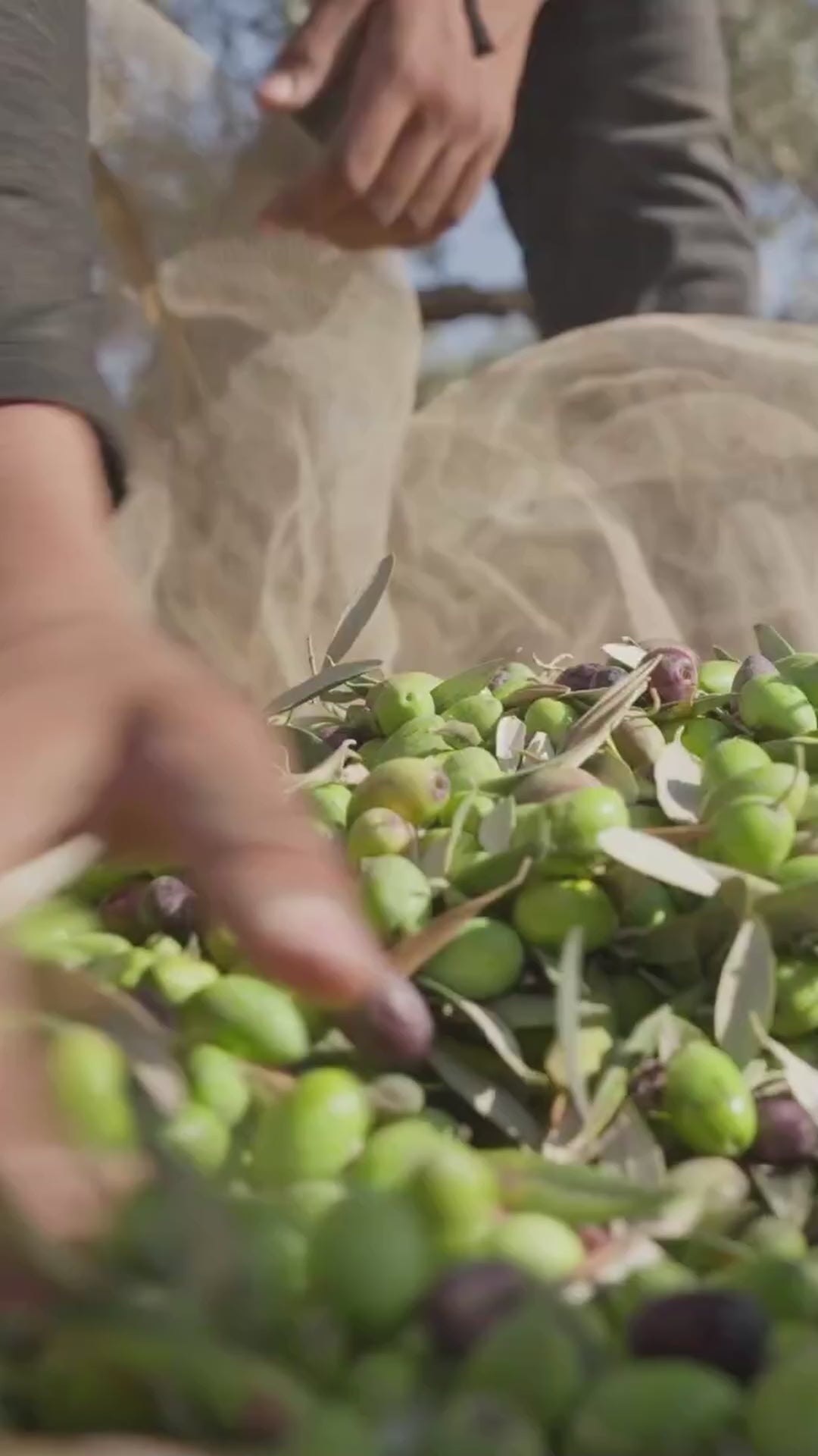 Marda Nabali Cold Pressed: Bitter Finish [Harvest 2025]