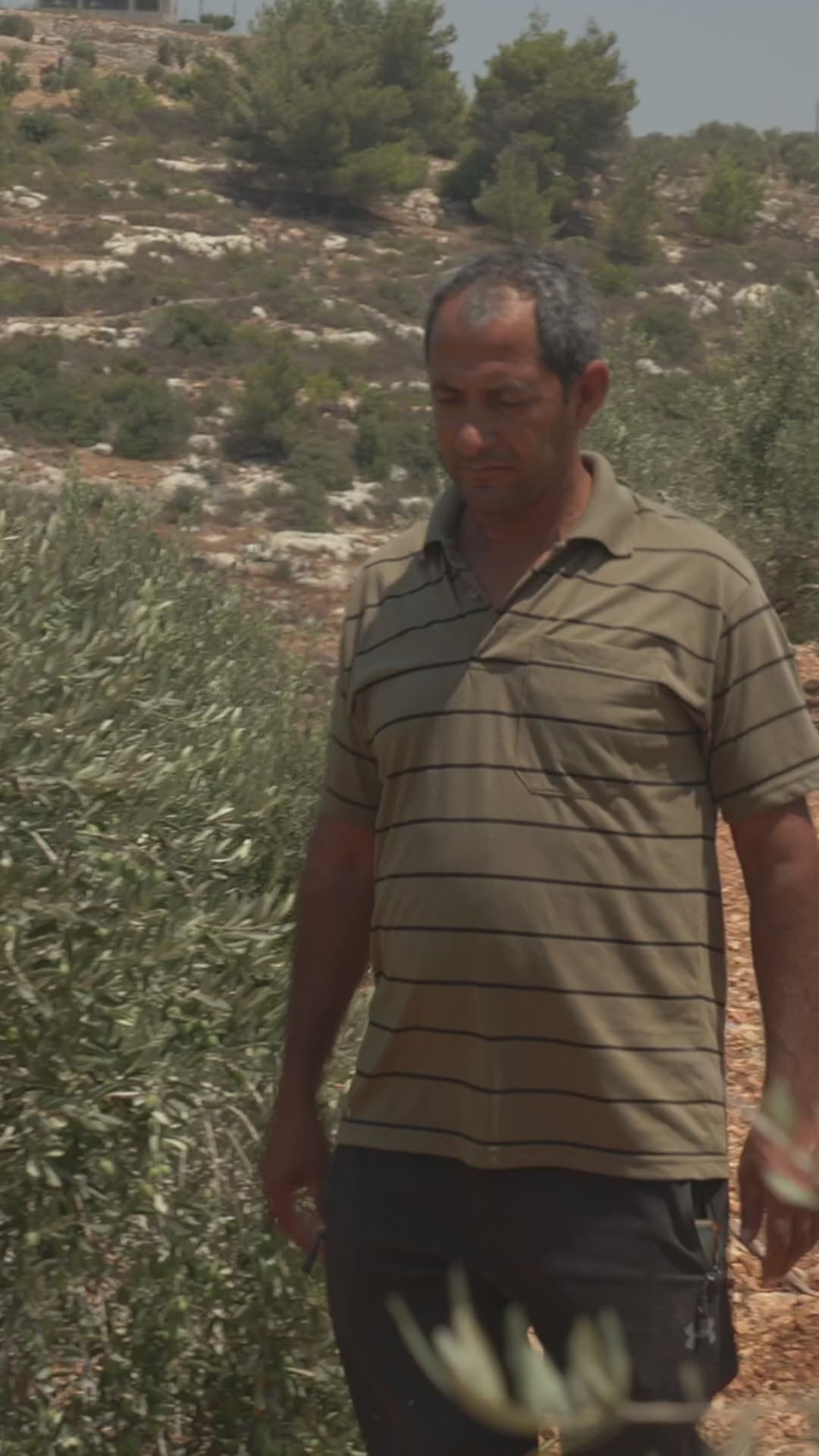 Dier Abu Mash'al Rumi Cold Pressed: Smooth [Harvest 2025]
