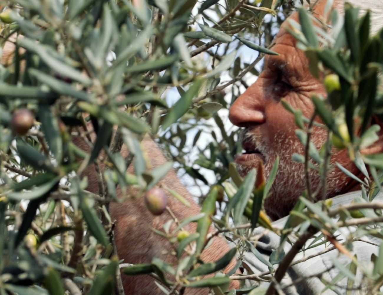 Green olives on the branch, just before picking